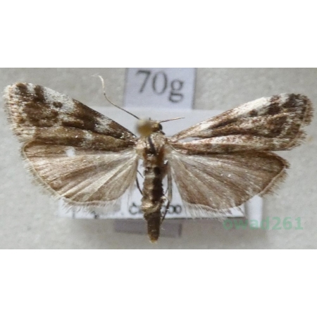 Assara terebrella (Zincken, 1818) Czech70g